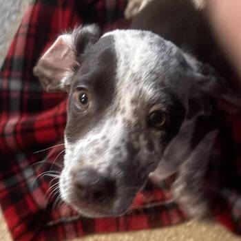 Drew McIntyre -  German Shorthaired Pointer and Cattle Dog Dog for Adoption in Reno, Nevada - Drew McIntyre | PetCurious