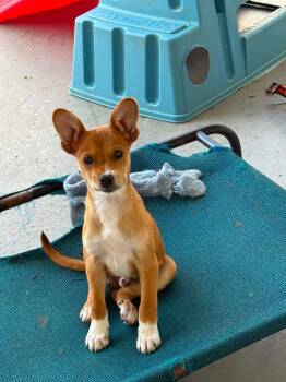 Chihuahua and Pomeranian Dogs Available for Adoption in Ringwood, New Jersey - Todd | PetCurious