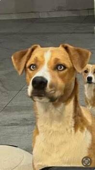 Mixed Breed Dogs Available for Adoption in Durango, Colorado - Roney Aka Spike | PetCurious