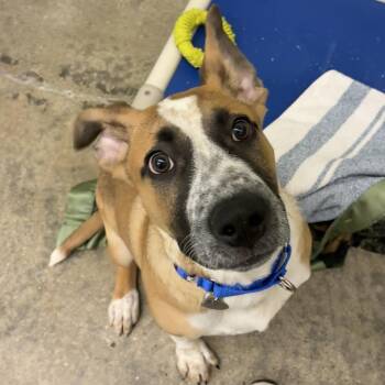 Penelope -  Cattle Dog and Terrier Dog for Adoption in Woodinville, Washington - Penelope | PetCurious