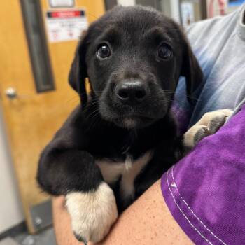 Banks -  Mixed Breed Dog for Adoption in Columbiana, Alabama - Banks | PetCurious