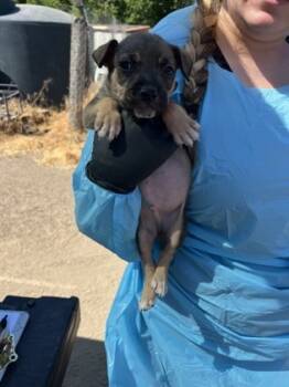 Rescue Pit Bull Terrier and Mixed Breed Dogs for Adoption in Fresno, California - Fudge | PetCurious