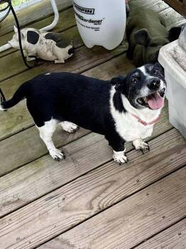 Rescue Australian Cattle Dog Blue Heeler and Jack Russell Terrier Dogs for Adoption in Lakewood Ranch, Florida - Rose | PetCurious