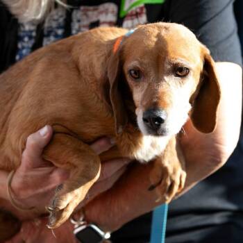 Foxy (MY26-82) -  Beagle Dog Available for Adoption in Peyton, Colorado - Foxy (MY26-82) | PetCurious