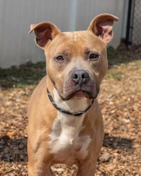 Mixed Breed Dogs Available for Adoption in Chamblee, Georgia - Santino | PetCurious