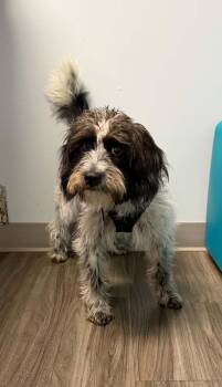 Poodle and Shih Tzu Dogs Available for Adoption in Arlington, Virginia - Cassie | PetCurious
