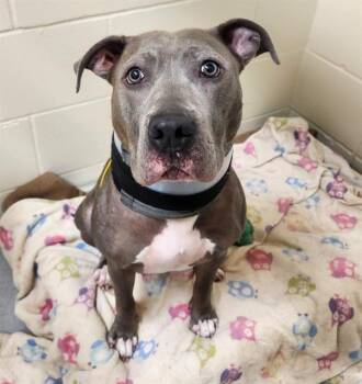 TRIXIE -  Pit Bull Terrier and Mixed Breed Dog Available for Adoption in Minneapolis, Minnesota - TRIXIE | PetCurious