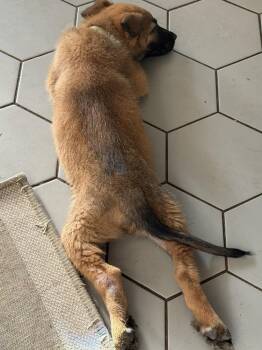 Angel- Located in California -  Belgian Shepherd Malinois Dog for Adoption in Imlay City, Michigan - Angel- Located In California | PetCurious