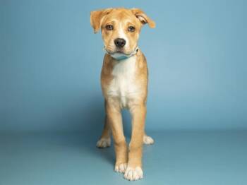 Pit Bull Terrier and Mixed Breed Dogs Available for Adoption - TEDDY | PetCurious