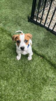 Monopoly -  Mixed Breed Dog for Adoption in Kenosha, Wisconsin - Monopoly | PetCurious