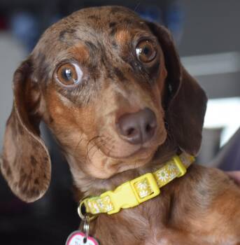 Rescue Dachshund Dogs for Adoption in Shelbyville, Tennessee - Daisy May In TN | PetCurious