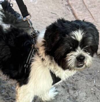 Mister Benji -  Mixed Breed Dog for Adoption in New York, New York - Mister Benji | PetCurious