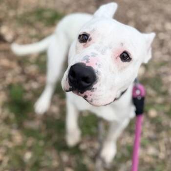 Bennie -  Mixed Breed Dog for Adoption in Janesville, Wisconsin - Bennie | PetCurious