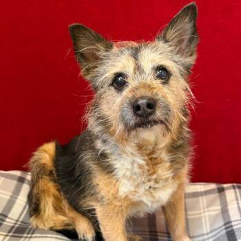 Mixed Breed Dogs Available for Adoption in Pekin, Illinois - Sassy | PetCurious