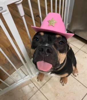 Soot -  American Bulldog Dog for Adoption in Bloomington, Indiana - Soot | PetCurious