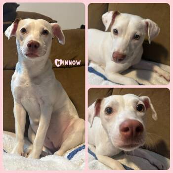 Rescue Chihuahua Dogs for Adoption in Plainfield, Connecticut - Minnow | PetCurious