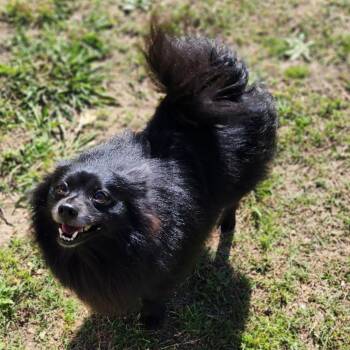 Pomeranian Dogs Available for Adoption - Knight | PetCurious