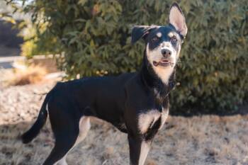 Tatiana -  German Shepherd Dog and Mixed Breed Dog for Adoption in Newberg, Oregon - Tatiana | PetCurious