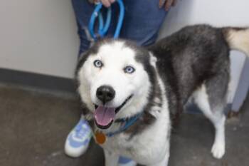 Husky Dogs Available for Adoption in Mountain Home, Arkansas - Max | PetCurious