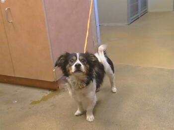 MAX -  Papillon and Mixed Breed Dog for Adoption in Sacramento, California - MAX | PetCurious