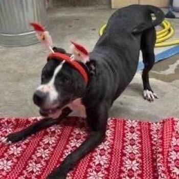 Pit Bull Terrier and Mixed Breed Dogs Available for Adoption in Rock Falls, Illinois - Zara | PetCurious