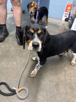 Ford -  Beagle Dog for Adoption in Evansville, Indiana - Ford | PetCurious