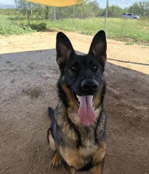 Daisy -  German Shepherd Dog Dog for Adoption in Sierra Vista, Arizona - Daisy | PetCurious