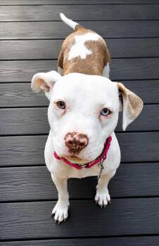 Lottie -  Pit Bull Terrier Dog for Adoption in Oxford, Michigan - Lottie | PetCurious