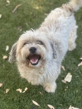 Griffin -  Shih Tzu Dog for Adoption in West Hollywood, California - Griffin | PetCurious