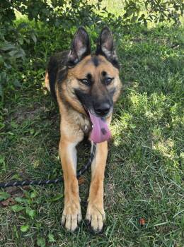 Harlow -  German Shepherd Dog Dog for Adoption in Hoffman Estates, Illinois - Harlow | PetCurious