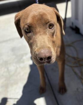Trina -  Doberman Pinscher Dog for Adoption in Victorville, California - Trina | PetCurious