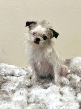 Gidgit -  Chihuahua and Wirehaired Terrier Dog for Adoption in Marshall, Texas - Gidgit | PetCurious