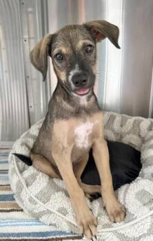 Jeff -  Mixed Breed Dog for Adoption in Honolulu, Hawaii - Jeff | PetCurious