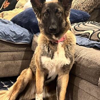German Shepherd Dog Dogs Available for Adoption - Annie | PetCurious
