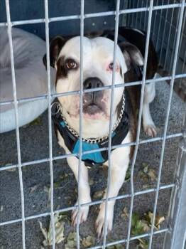 Pit Bull Terrier Dogs Available for Adoption in Woodland, California - SHI-LOH | PetCurious