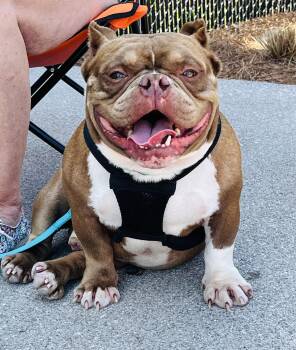 Guppy -  American Bully Dog Available for Adoption in Concord Farr, Tennessee - Guppy | PetCurious