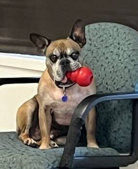 Rescue French Bulldog Dogs for Adoption in Lake Forest, California - Rockie | PetCurious