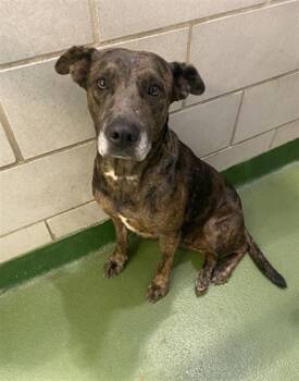 Rescue Mixed Breed Dogs for Adoption in Dallas, Texas - DOTTIE | PetCurious