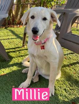 Millie -  Golden Retriever Dog for Adoption in Fort Worth, Texas - Millie | PetCurious