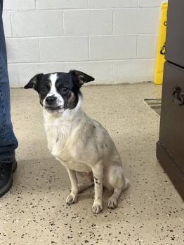 Chihuahua Dogs Available for Adoption in York, South Carolina - Dax | PetCurious