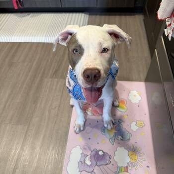 Pit Bull Terrier Dogs Available for Adoption in Houston, Texas - Skipper | PetCurious