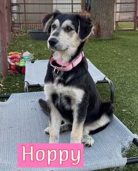 Australian Shepherd Dogs Available for Adoption - Hoppy | PetCurious