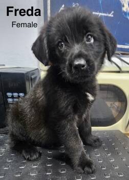 Freda -  Shepherd and Standard Poodle Dog for Adoption in Manchester, Connecticut - Freda | PetCurious