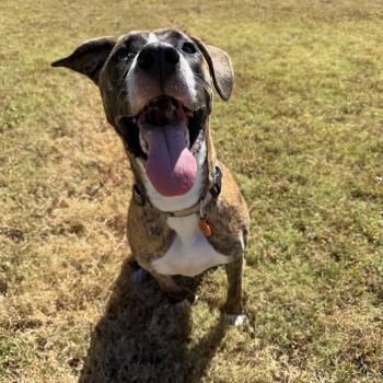 Coco -  Boxer and Mixed Breed Dog for Adoption in Atoka, Tennessee - Coco | PetCurious