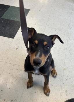 Rescue Doberman Pinscher and Mixed Breed Dogs for Adoption in El Paso, Texas - 59464388 | PetCurious