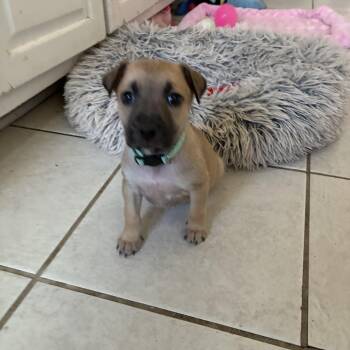 Chihuahua and Chiweenie Dogs Available for Adoption - Possum  | PetCurious