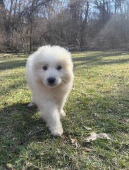 Anatolian Shepherd and Great Pyrenees Dogs Available for Adoption - Snow | PetCurious