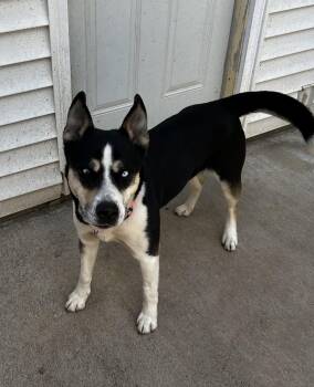 Sydney -  German Shepherd Dog and Husky Dog for Adoption in Farmington, Minnesota - Sydney | PetCurious