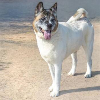 KEAGAN -  Akita Dog for Adoption in St. Louis, Missouri - KEAGAN | PetCurious
