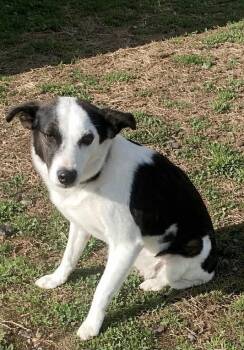 Mixed Breed Dogs Available for Adoption - Baby Girl | PetCurious